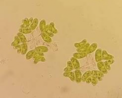 Dimorphococcus